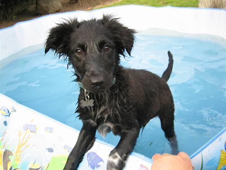 Blanding af racer Micko - her er jeg lille og fræk hos Tante Tanja billede 8