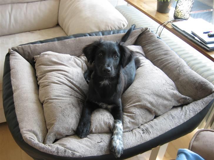 Blanding af racer Micko billede 10