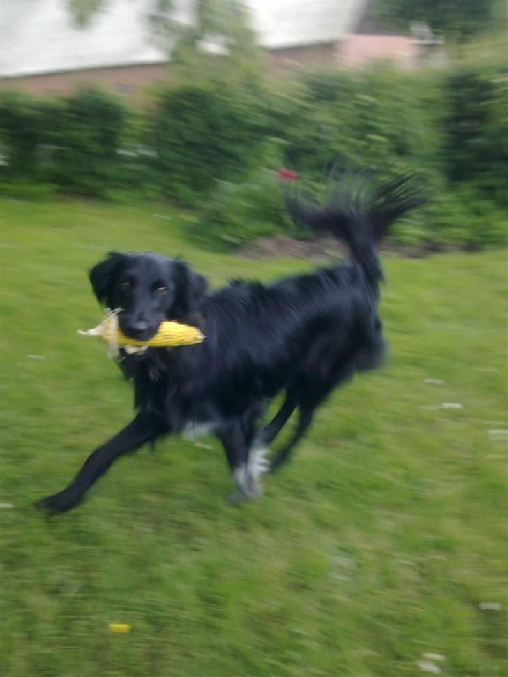 Blanding af racer Micko - ha ha jeg har fanget en majs.. la la la la larrrr billede 11