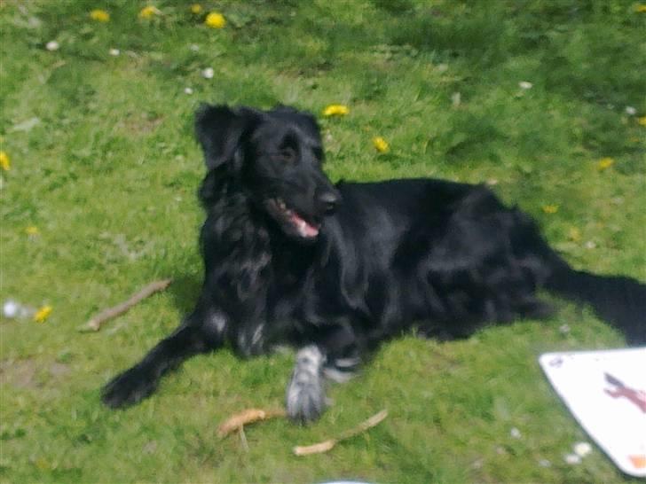 Blanding af racer Micko - "lille" Micko 1 ½ år september 2010 billede 12