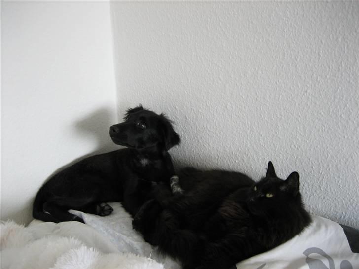 Blanding af racer Micko - Micko og pepsi kigger på fluer :) billede 13