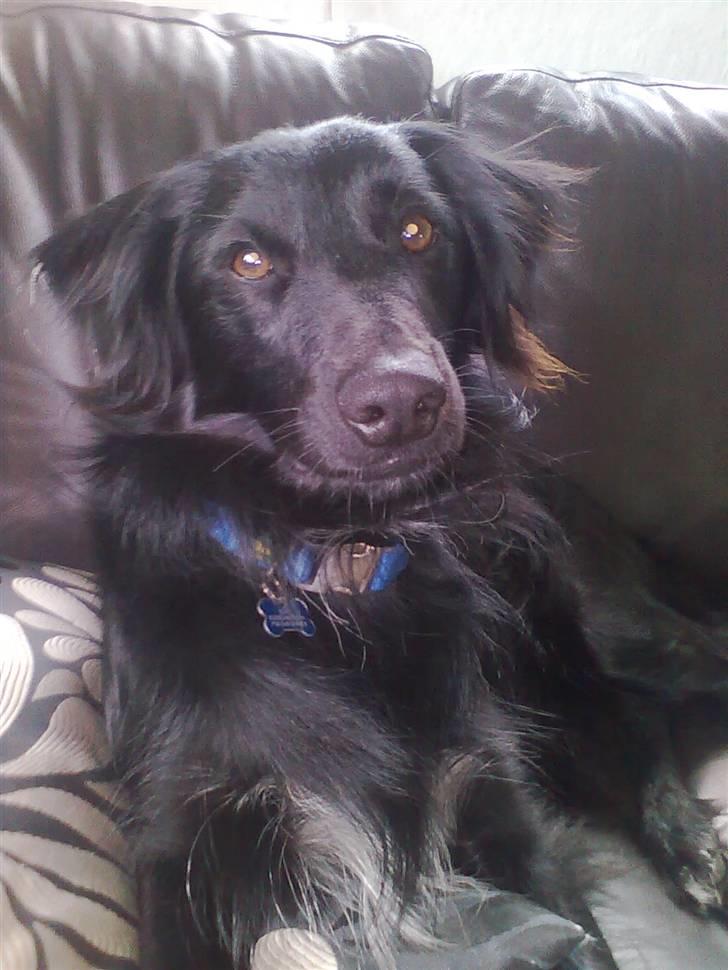 Blanding af racer Micko - "lille" Micko 1 ½ år september 2010 billede 14