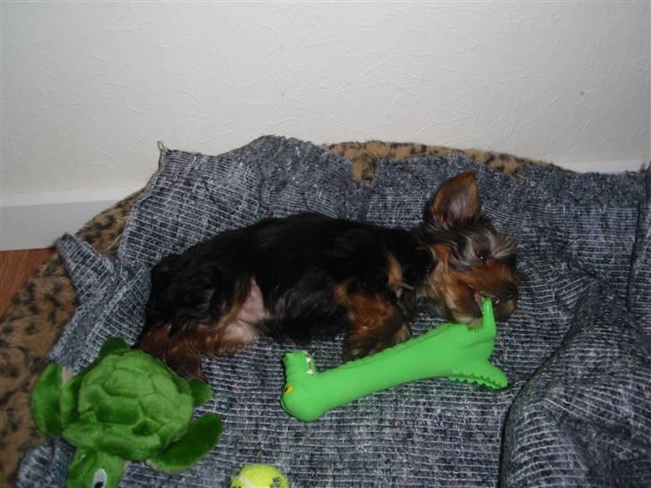 Yorkshire terrier Charlie billede 3