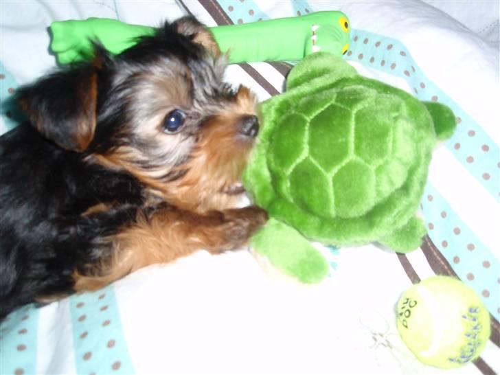 Yorkshire terrier Charlie billede 4