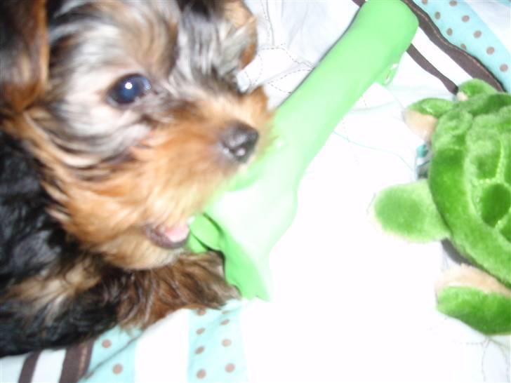 Yorkshire terrier Charlie billede 5