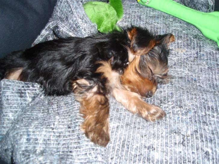 Yorkshire terrier Charlie billede 6