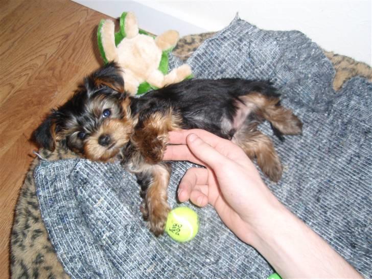 Yorkshire terrier Charlie billede 7