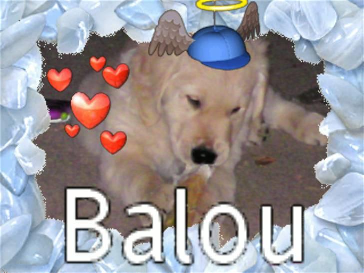 Golden retriever Balou - Balou!!! billede 1