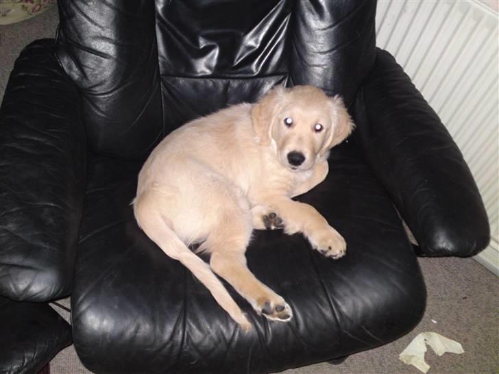 Golden retriever Balou - Ja her ligger jeg altså! billede 6