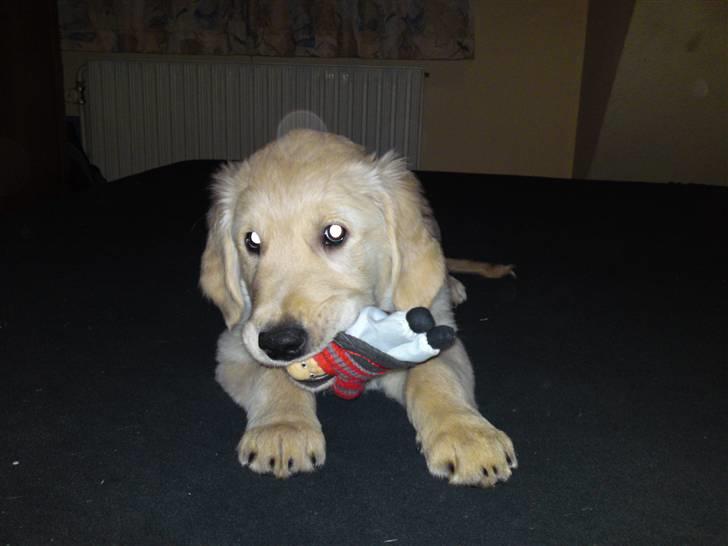 Golden retriever Balou - Vil du smage? billede 7