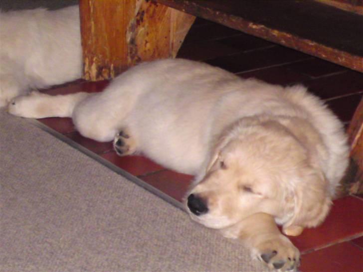 Golden retriever Balou - Balou! billede 8
