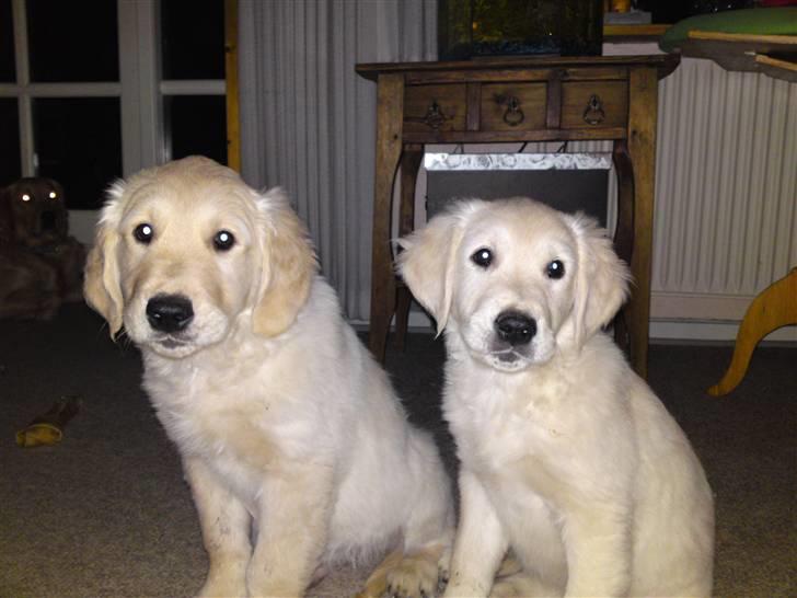 Golden retriever Balou - Balou og Baci... billede 12