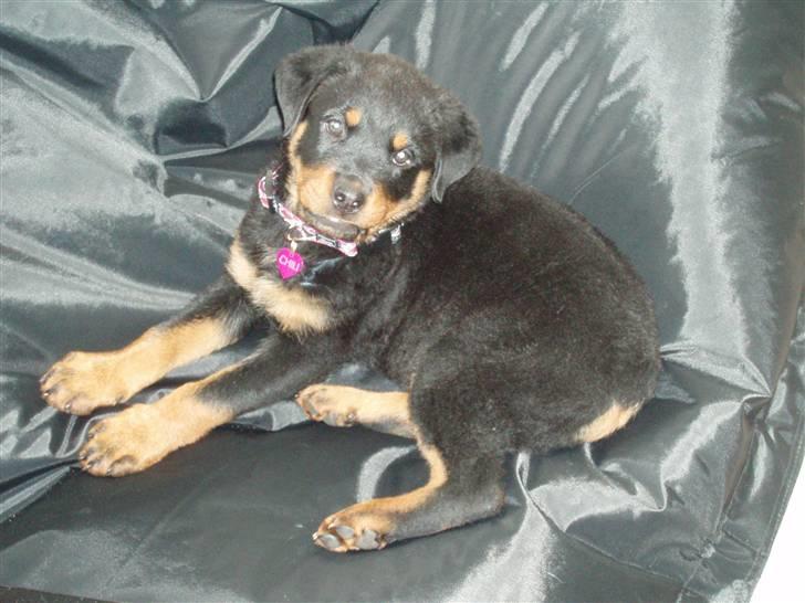 Rottweiler Chili - er jeg ikke yndig billede 9