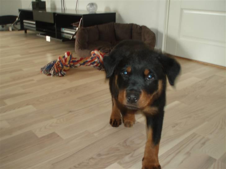 Rottweiler Chili billede 10