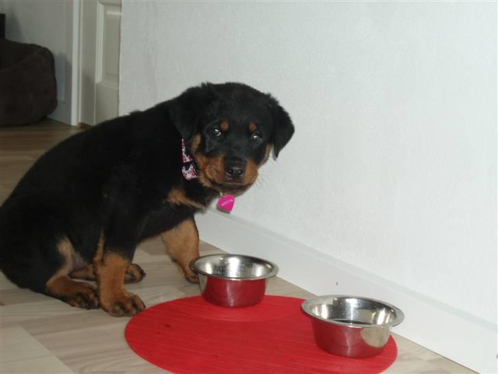 Rottweiler Chili billede 11