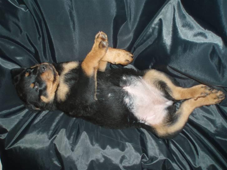 Rottweiler Chili - little froggy ;-) billede 12