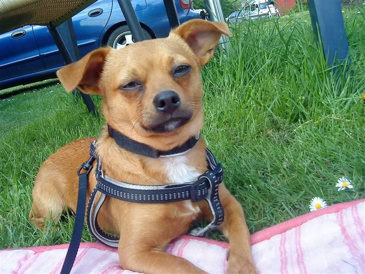 Blanding af racer 'Zanti'Solgt.SAVNER DIG.. billede 1