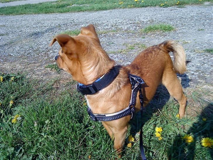 Blanding af racer 'Zanti'Solgt.SAVNER DIG.. billede 2