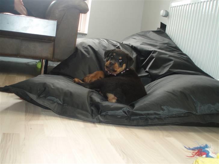 Rottweiler Chili billede 13