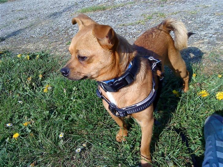 Blanding af racer 'Zanti'Solgt.SAVNER DIG.. billede 3