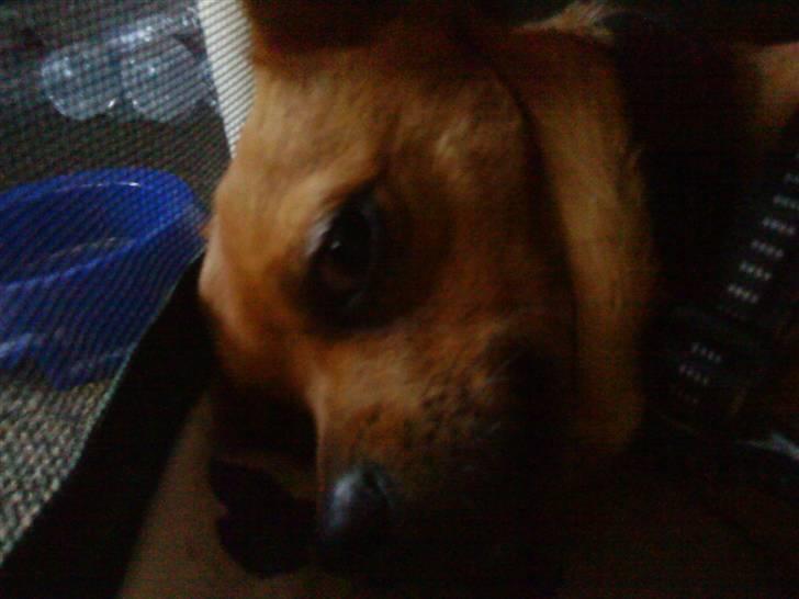 Blanding af racer 'Zanti'Solgt.SAVNER DIG.. billede 4