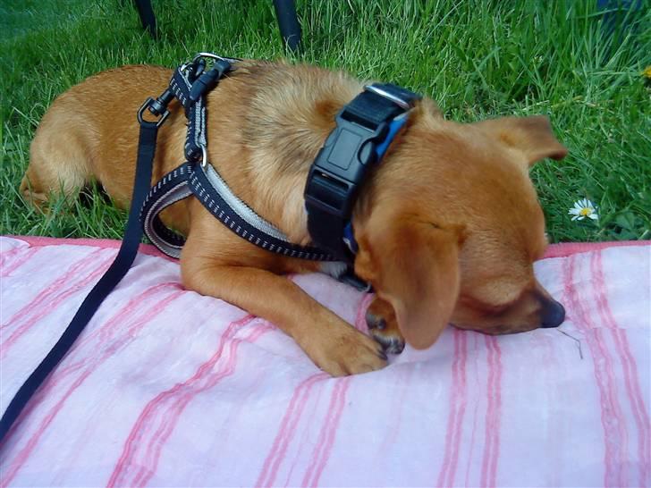 Blanding af racer 'Zanti'Solgt.SAVNER DIG.. billede 5