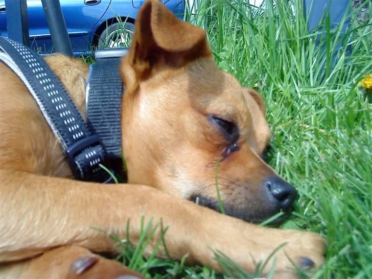 Blanding af racer 'Zanti'Solgt.SAVNER DIG.. billede 7