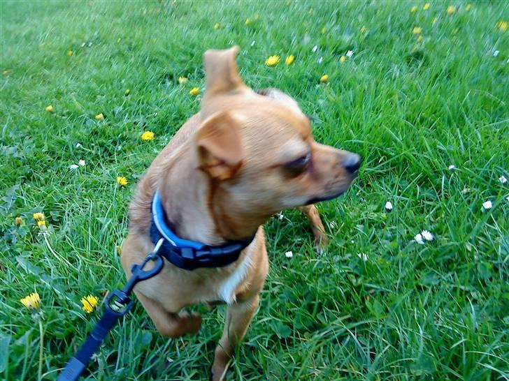 Blanding af racer 'Zanti'Solgt.SAVNER DIG.. billede 8