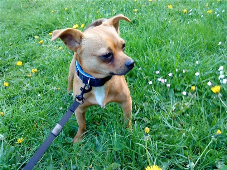 Blanding af racer 'Zanti'Solgt.SAVNER DIG.. billede 9