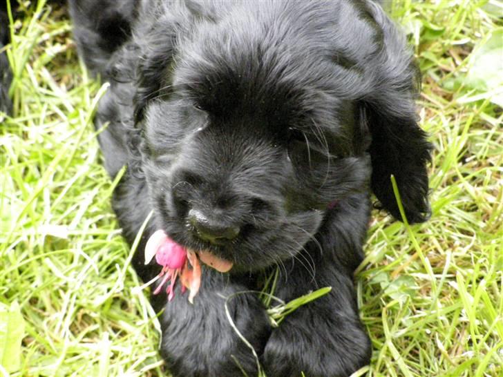 Cocker spaniel Tika - botanik billede 1