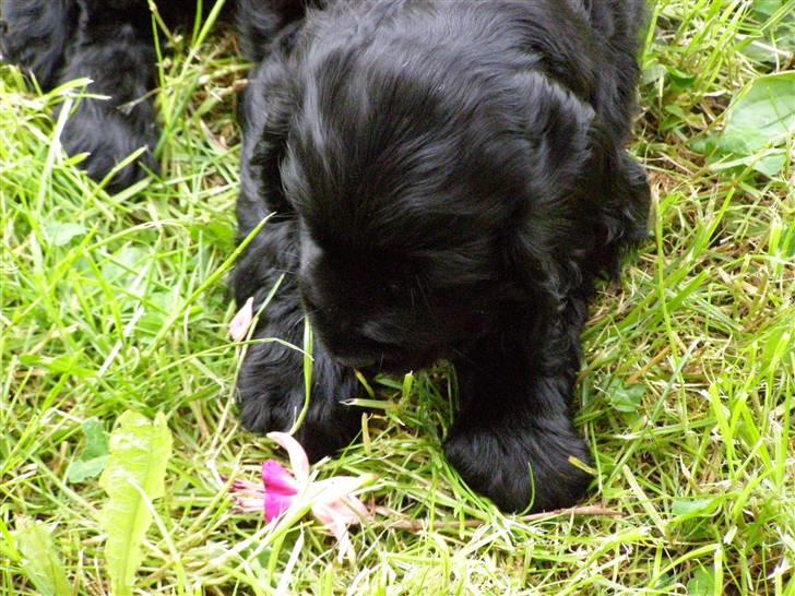 Cocker spaniel Tika - Blomster er nu smukke billede 2