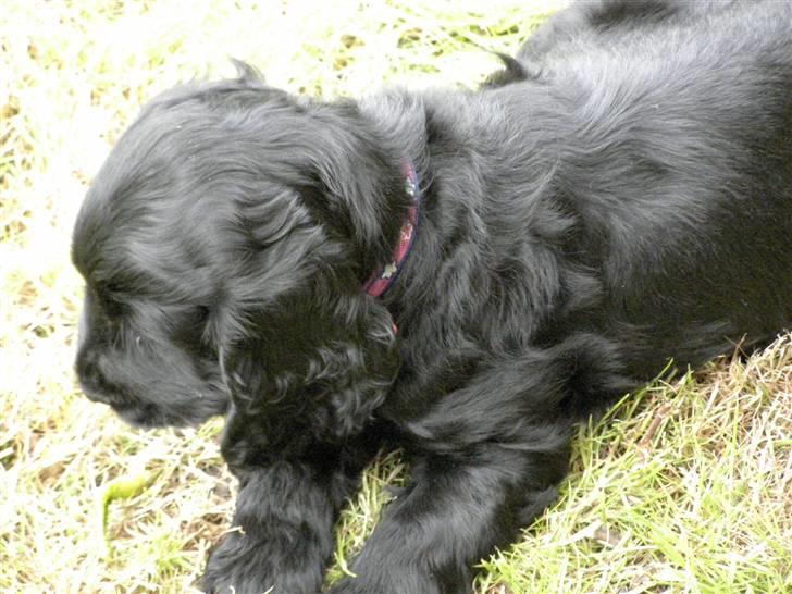 Cocker spaniel Tika - man bliver helt beruset af alle de blomster billede 4