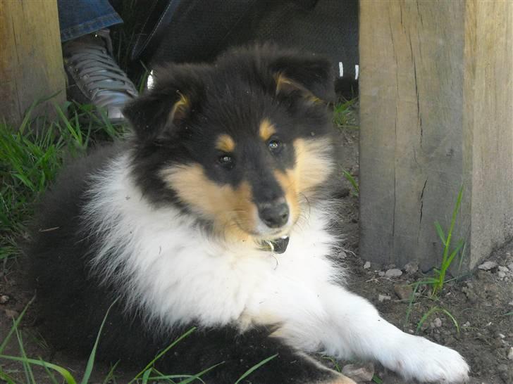 Collie langhåret Nemo - Nemo 10 uger på skovtur billede 1