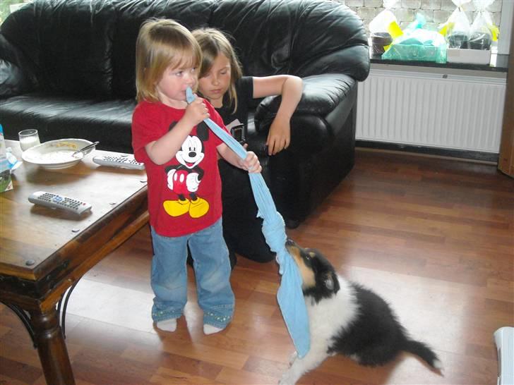 Collie langhåret Nemo - Stella og Nemo trækker om kap billede 2