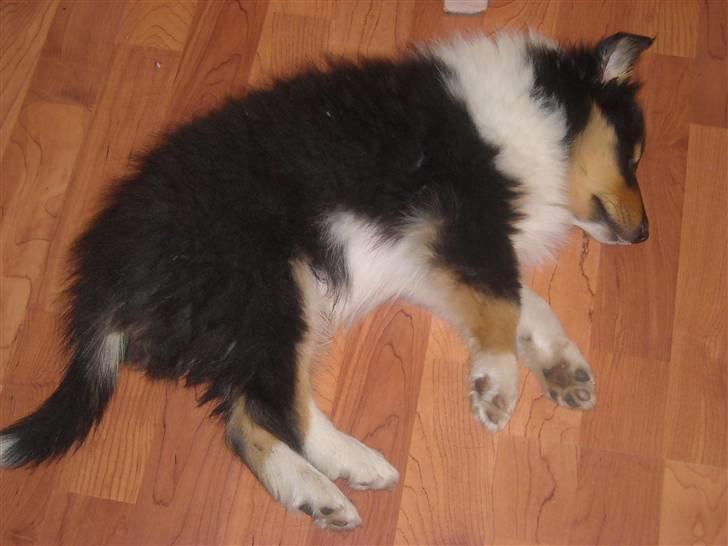 Collie langhåret Nemo - Det er hårdt at være hvalp, Nemo tager sig en lur midt på gulvet billede 3
