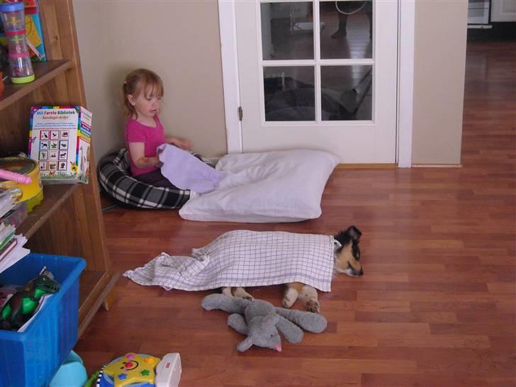 Collie langhåret Nemo - Så har Stella indtaget kurven, Nemo er puttet på gulvet billede 4