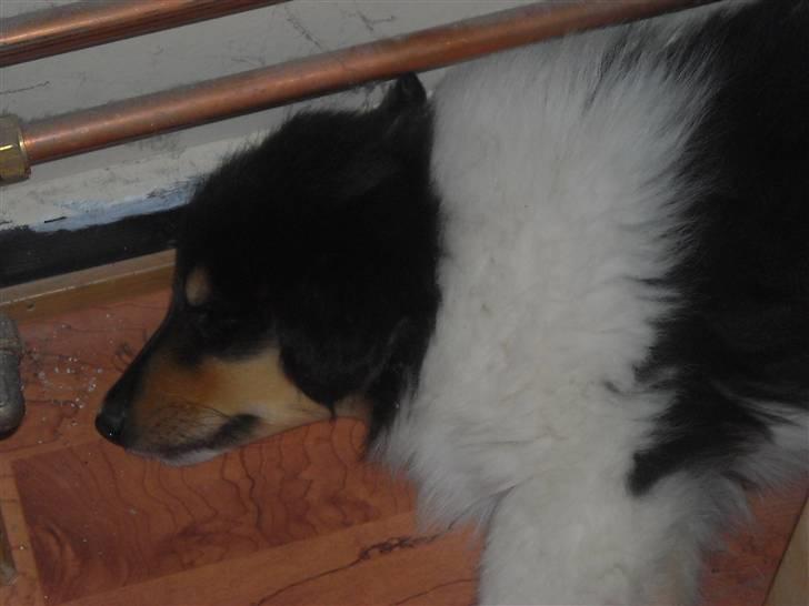 Collie langhåret Nemo billede 5