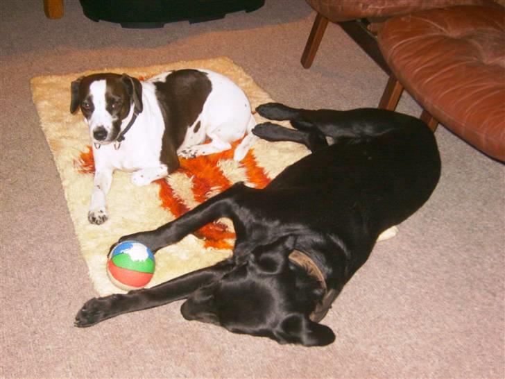 Blanding af racer Fie. - Fie og Lady (som efterlyses) billede 20