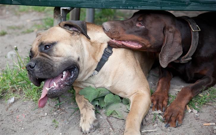 Bullmastiff Brynhild billede 8