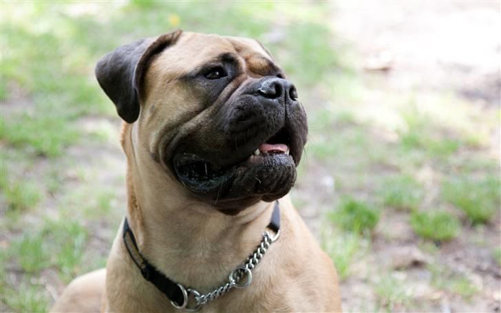 Bullmastiff Brynhild billede 9