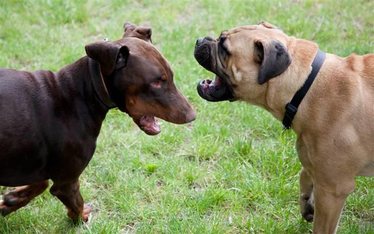 Bullmastiff Brynhild billede 10