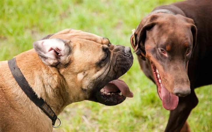 Bullmastiff Brynhild billede 11