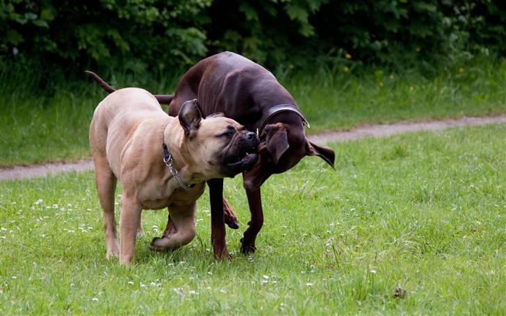 Bullmastiff Brynhild billede 12