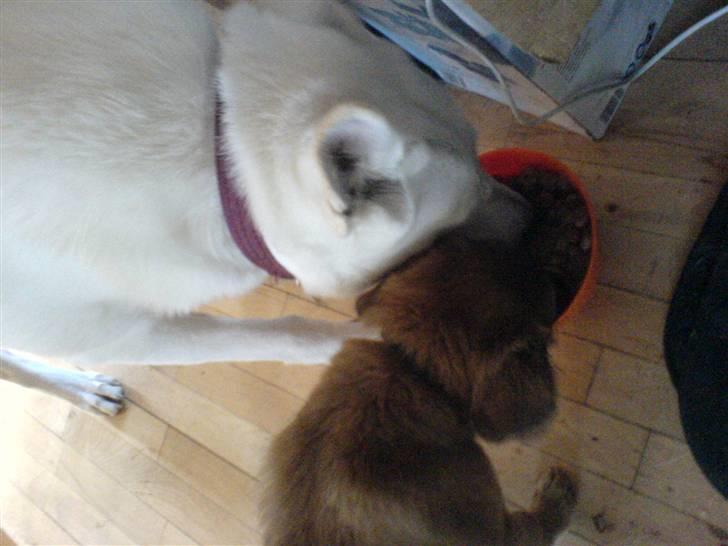 Blanding af racer dakota - vover mig til at smage dyans mad billede 10