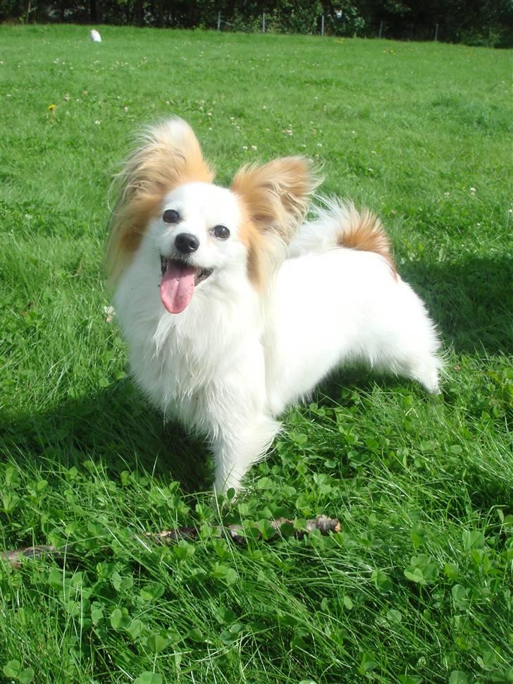 Papillon Zille billede 6