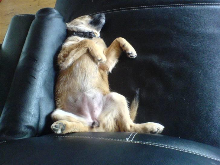 Blanding af racer dakota - tager mig en morfar billede 11