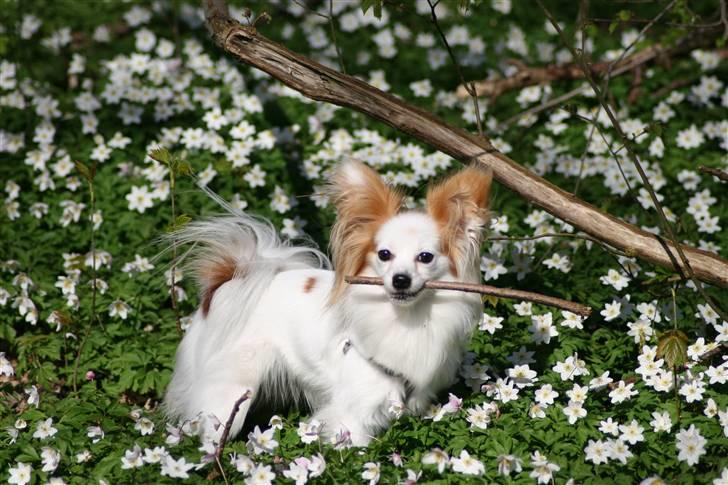 Papillon Zille billede 7