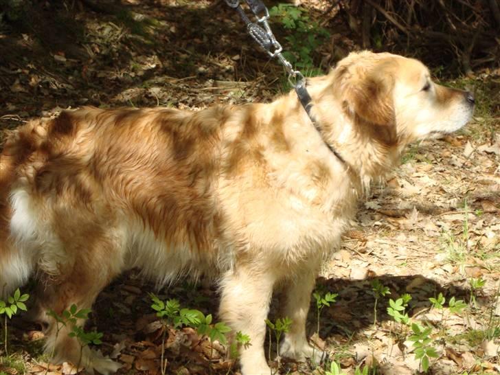 Golden retriever Bella - Kort tid efter en dukkert i den dejlige skovsø :-) billede 1