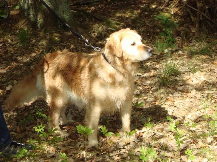 Golden retriever Bella - Er jeg ikke flot? billede 2