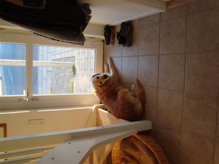 Golden retriever Bella - Min ynglingsplads, ved hoveddøren...så har jeg det store overblik :o) billede 3